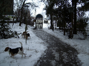 Beagletreffen 004