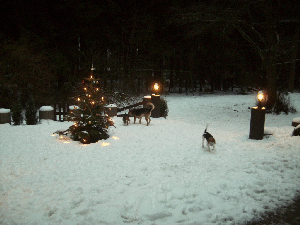 Beagletreffen 017