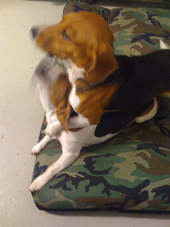 Bruno3