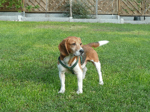 milo