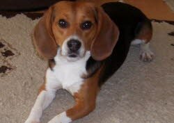 Murphy, 14 Monate, hat ein sch&ouml;nes Zuhause in Schwenningen gefunden. Dort hat er gleich alles interessiert beschnuppert