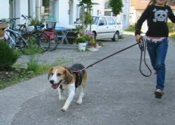 Endlich, nach langem Warten, konnte Urlmel, 8 Jahre, in sein neues Zuhause nach Konstanz einziehen. 